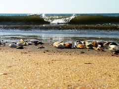 Shell And Wave !