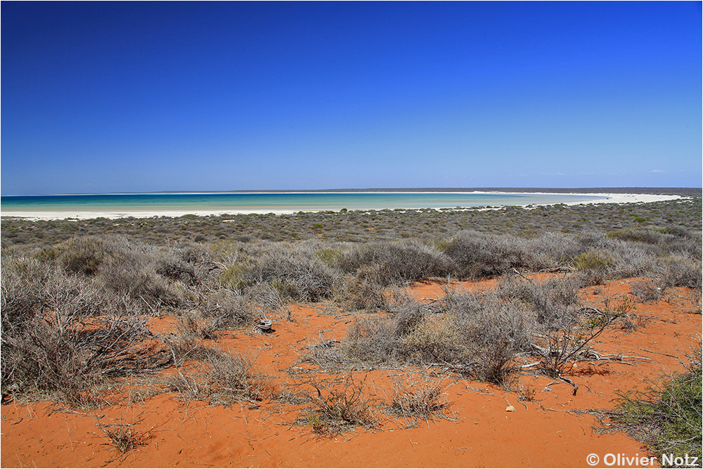 Shell Beach