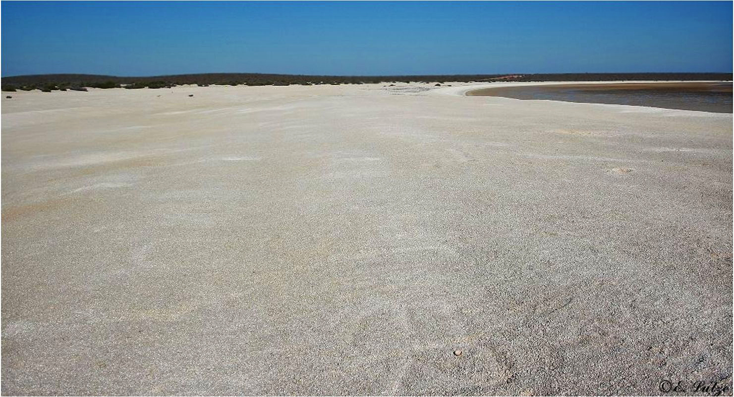 * Shell Beach / shark bay WA *