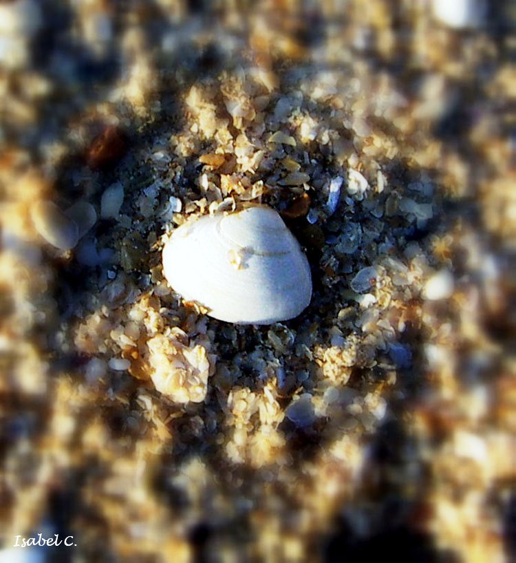 Shell