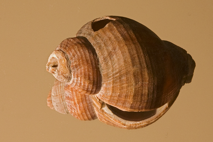 Shell