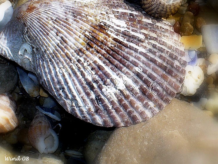 Shell