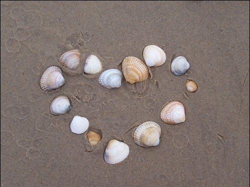 Shell Heart