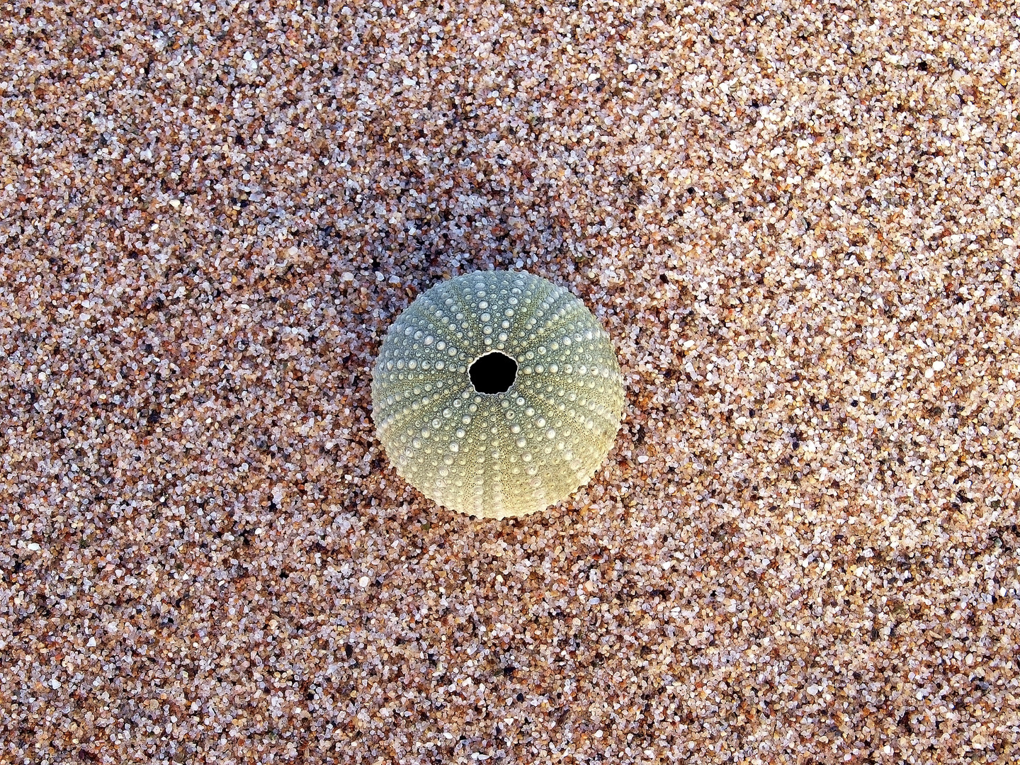 SHELL URCHINS