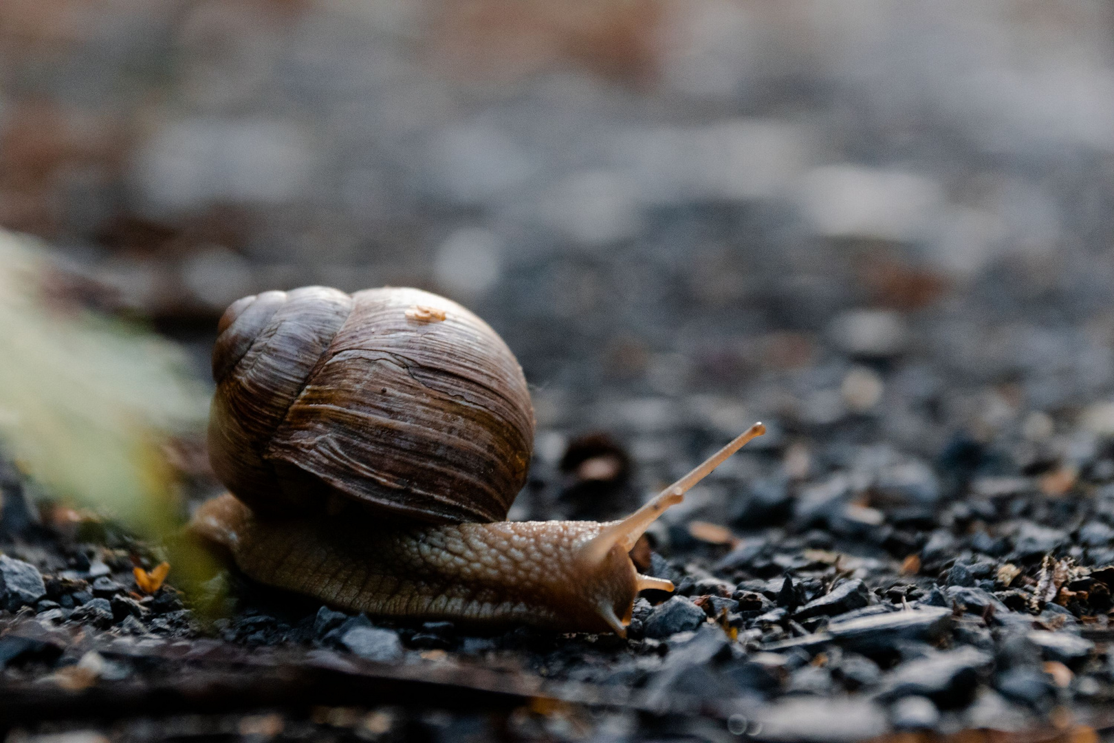 Shelldon the snail