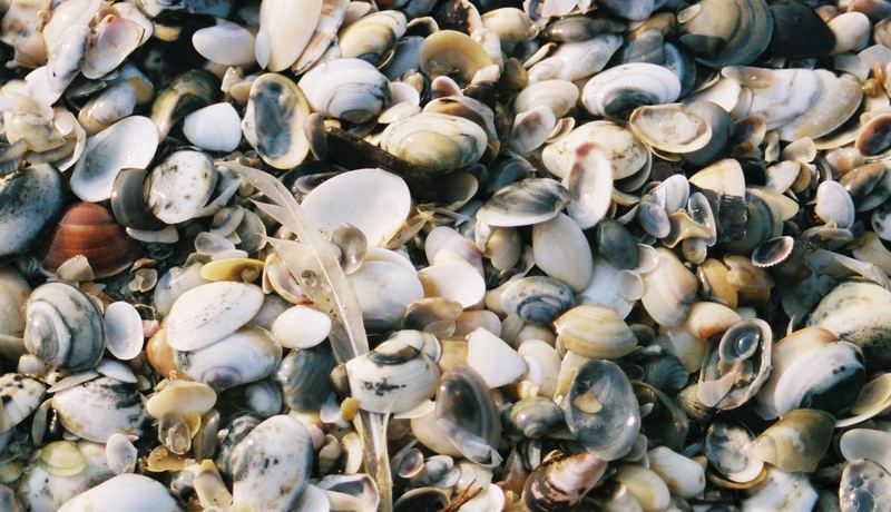 Shells