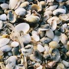 Shells