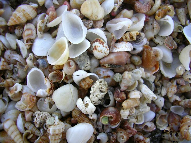 shells...