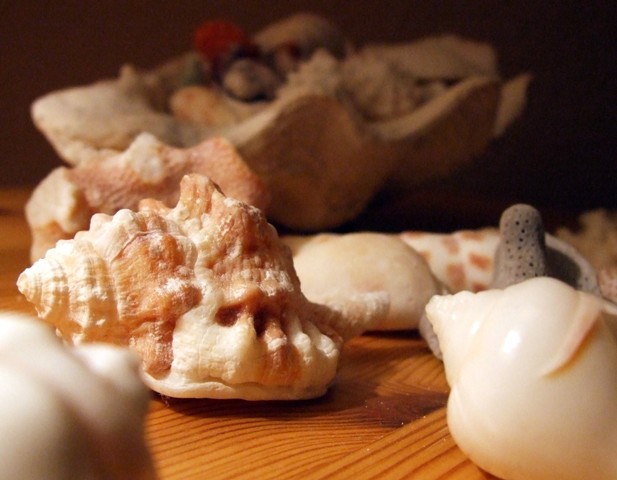 shells