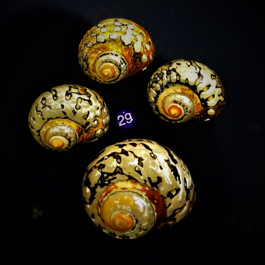 Shells 3