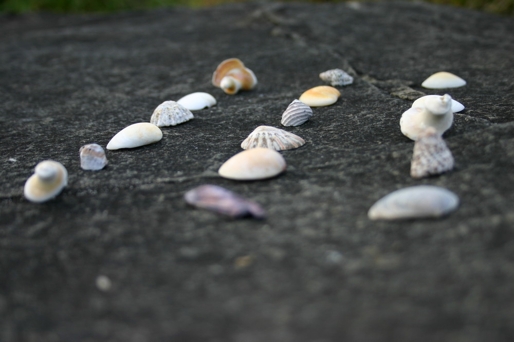 shells