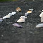 shells