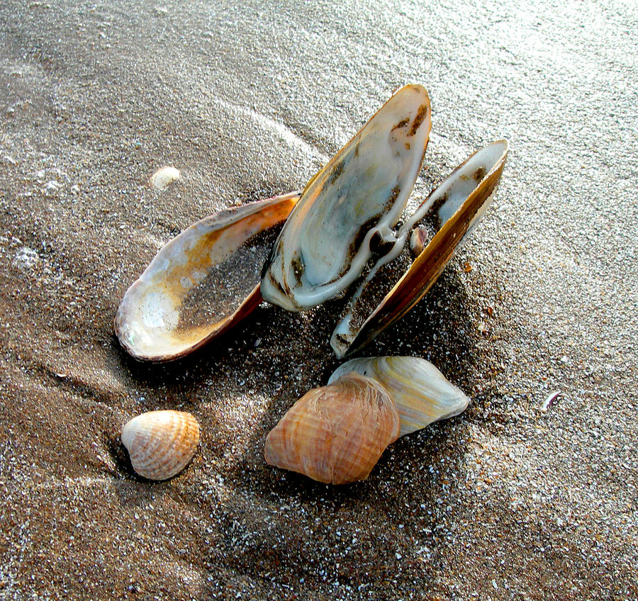 Shells