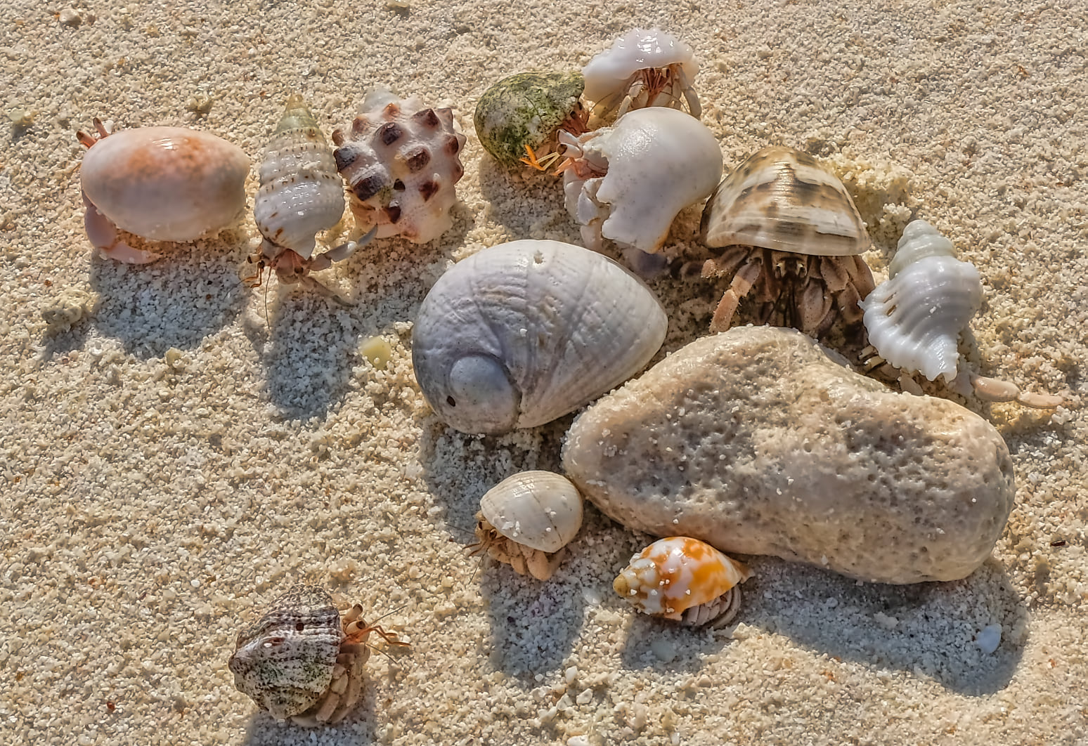 Shells