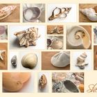 shells