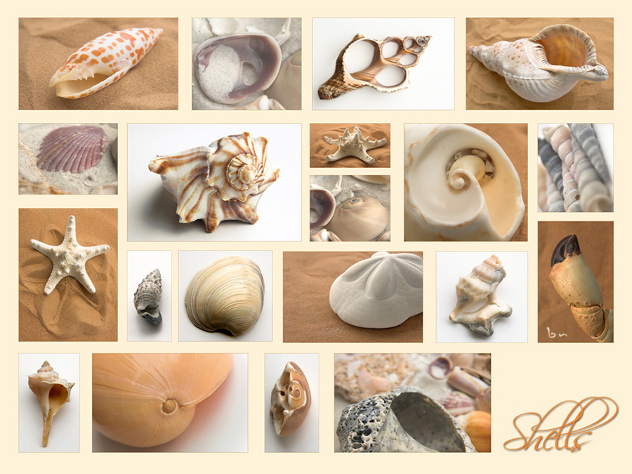 shells