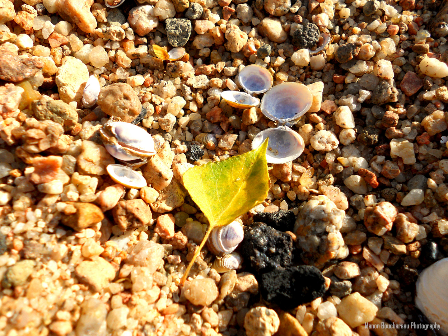 Shells and Leaf