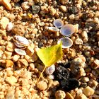 Shells and Leaf