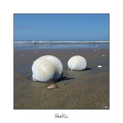 Shells at the beach