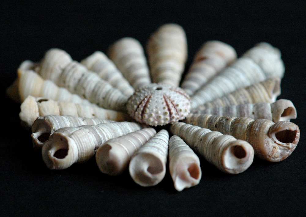 Shells