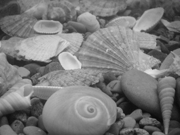 Shells By Georgia