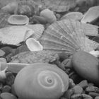 Shells By Georgia