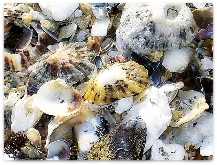 Shells