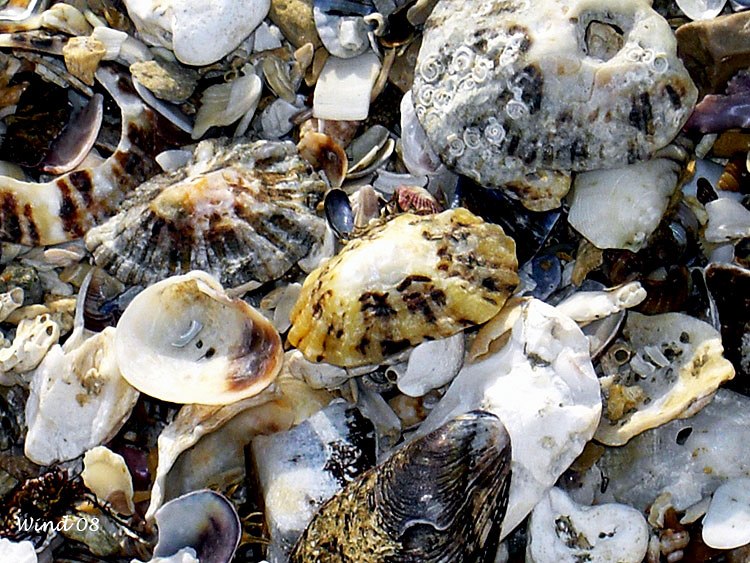 Shells