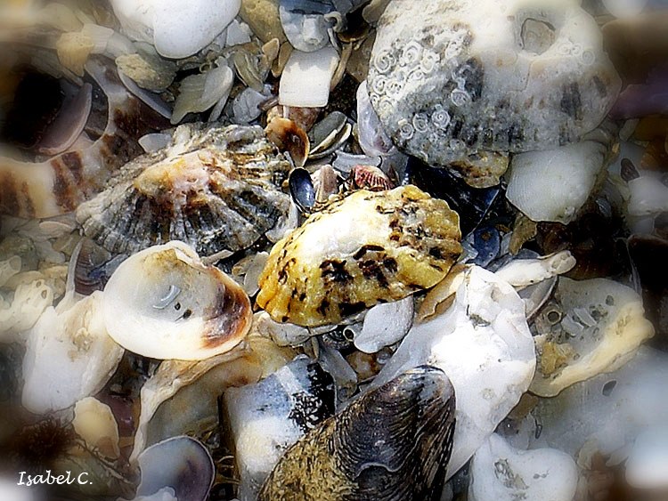 Shells