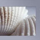 Shells III