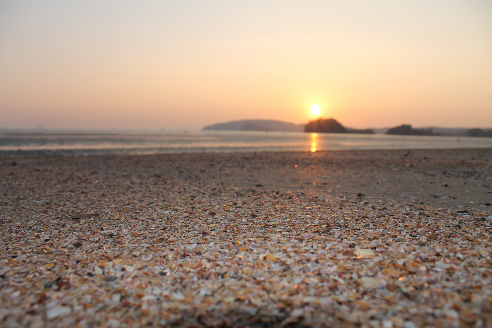 Shells in the sunset