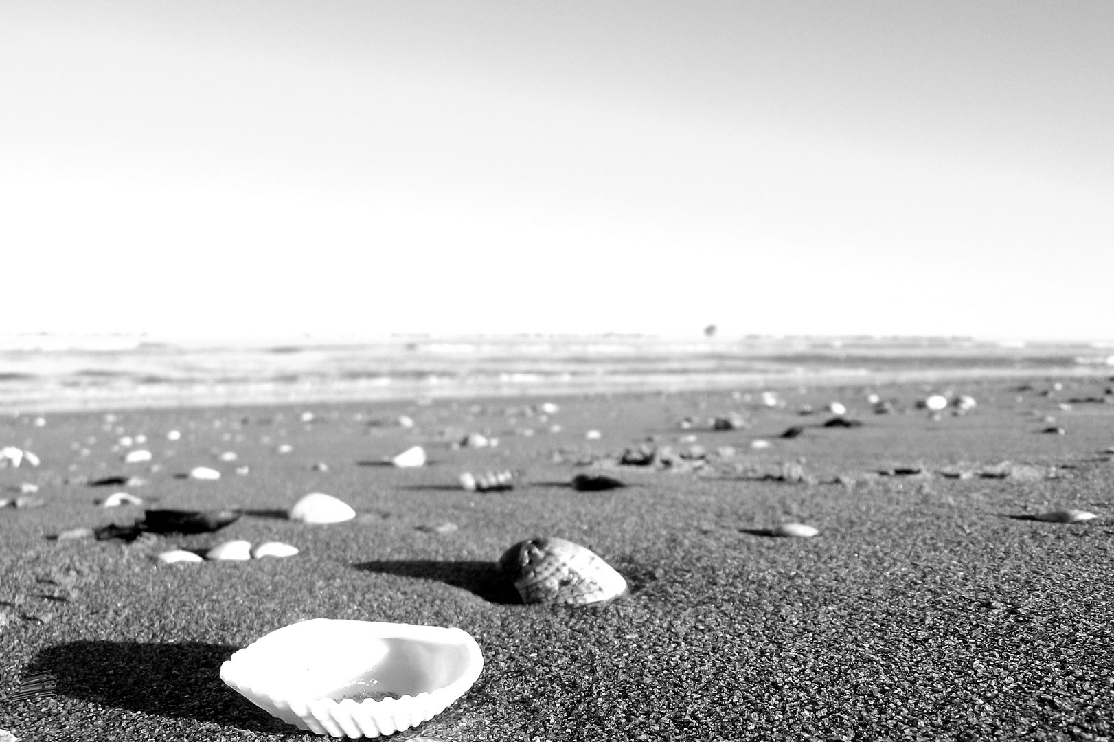 Shells on the beach