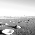 Shells on the beach