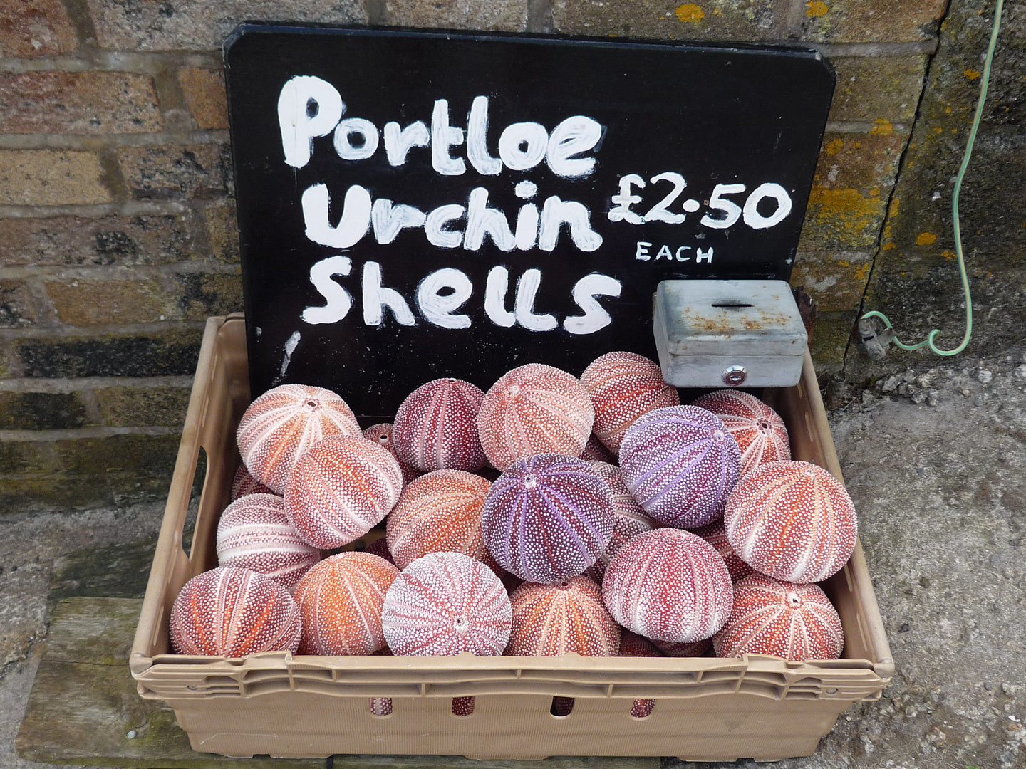 shells sells