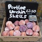 shells sells