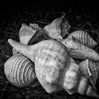 Shells Study B&W