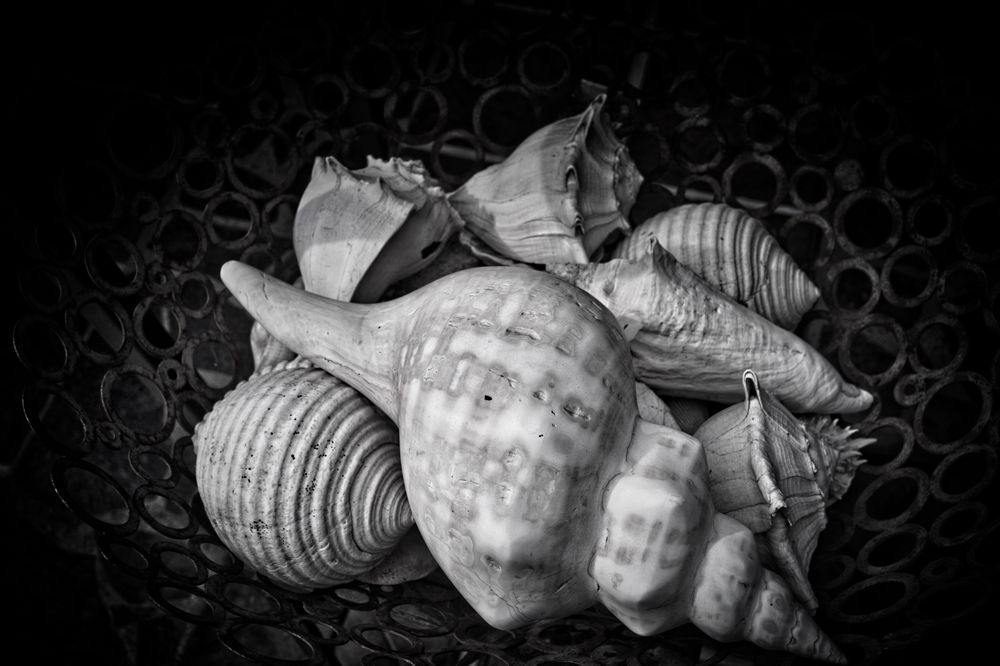 Shells Study B&W