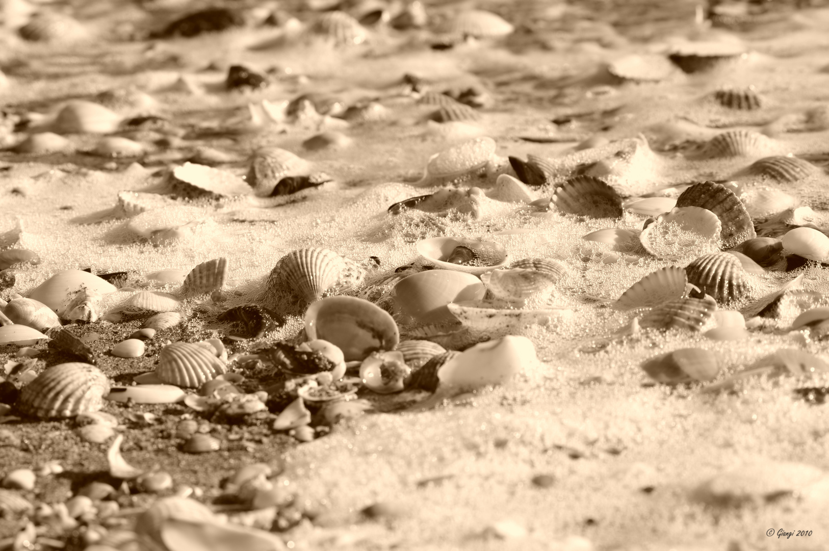 Shells Vs Sea