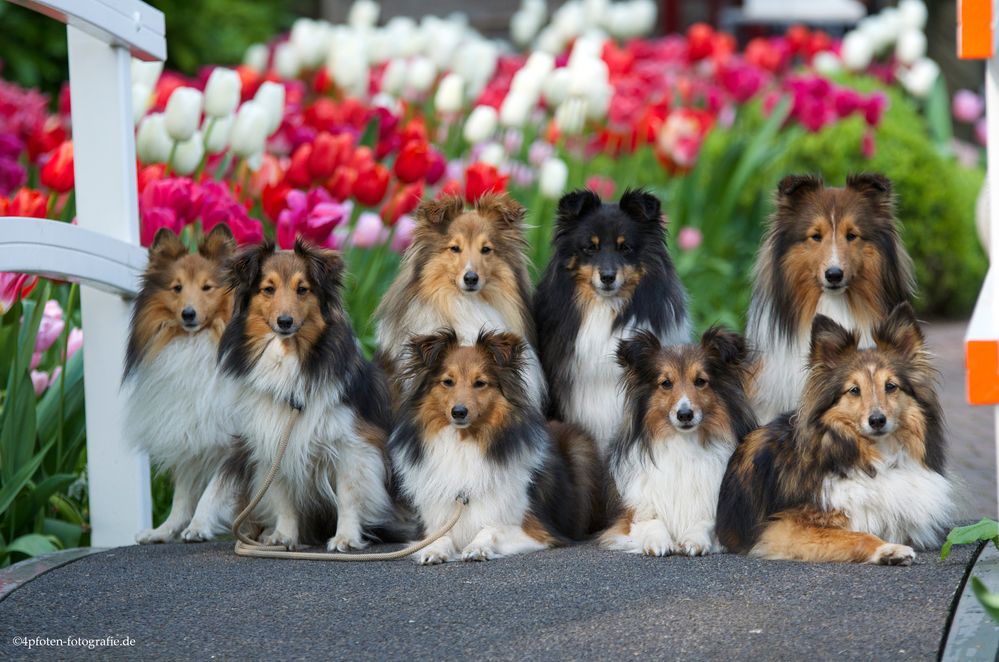 Shelltie Treff im Keukenhof, Holland