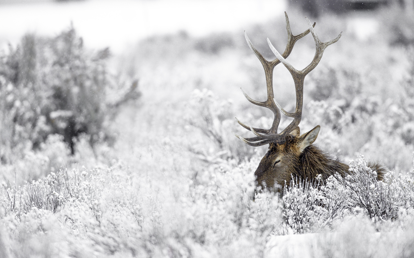 Shelter from blizzard