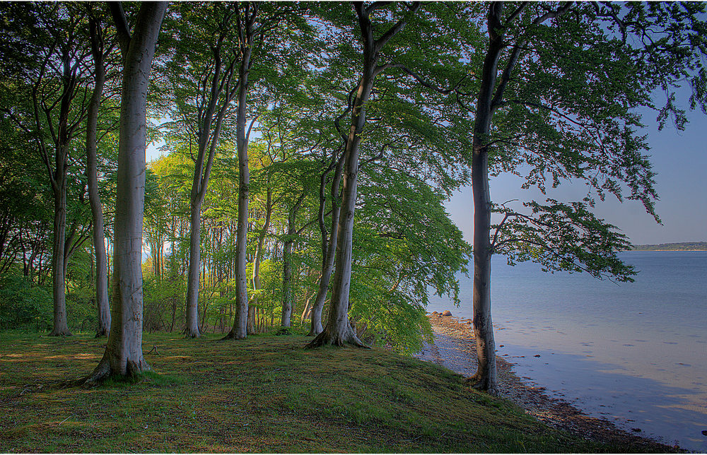 ...sheltered by beeches...