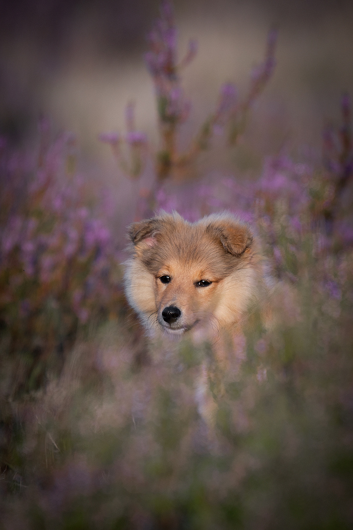 Sheltibaby "Gladys"