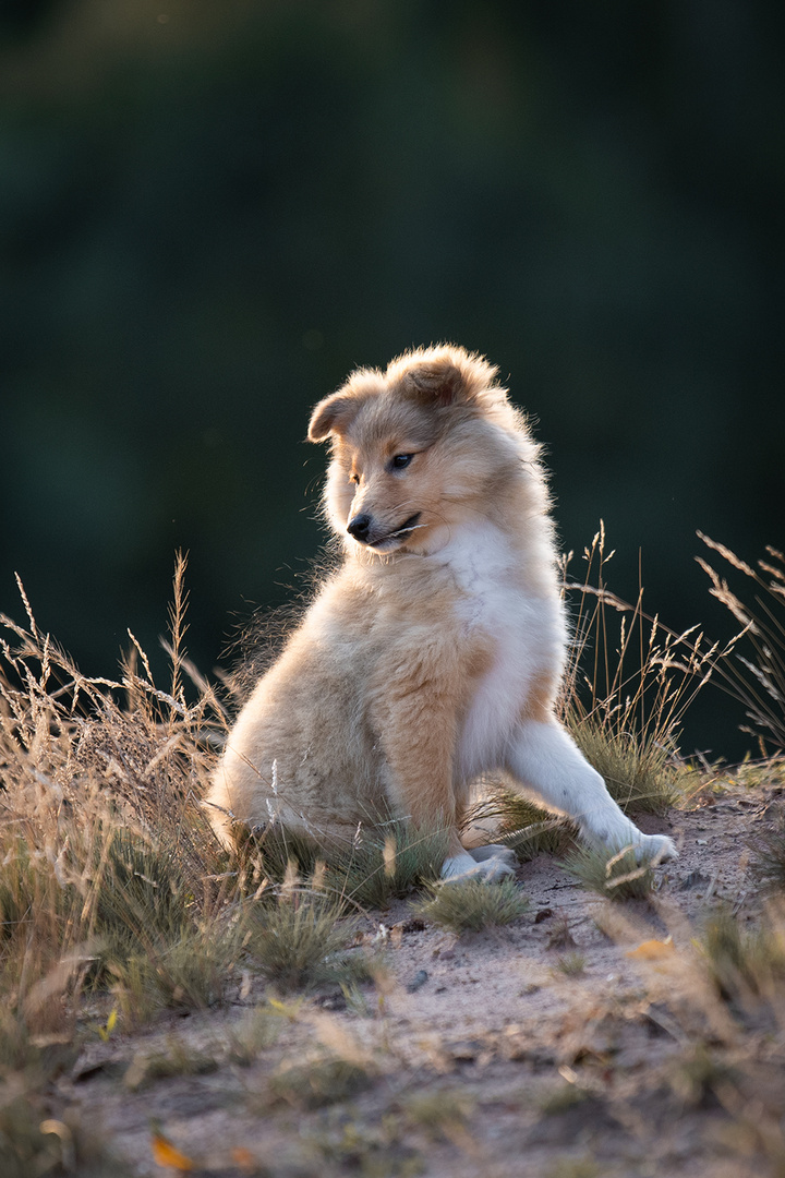 Sheltibaby im Abendlicht