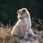 Sheltibaby im Abendlicht