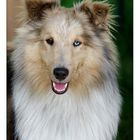 Sheltie