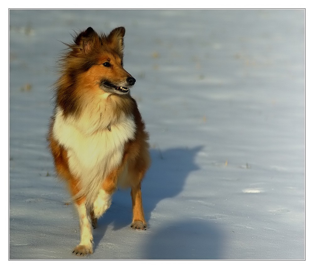 Sheltie #1