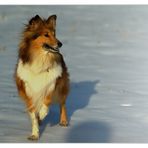 Sheltie #1