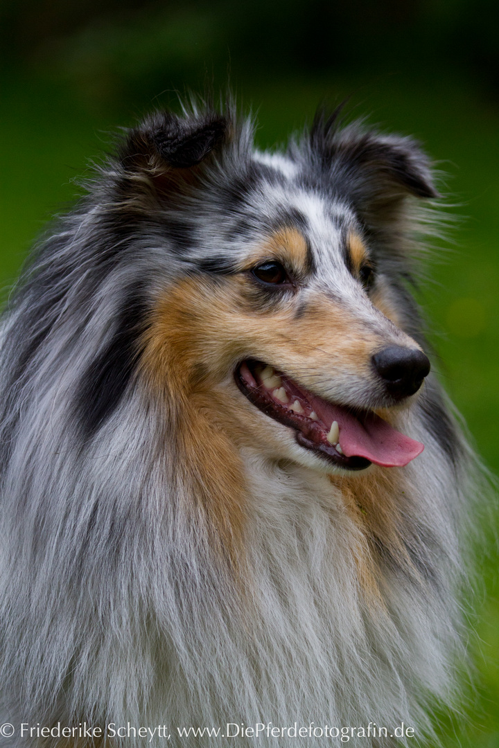 Sheltie 1