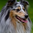 Sheltie 1