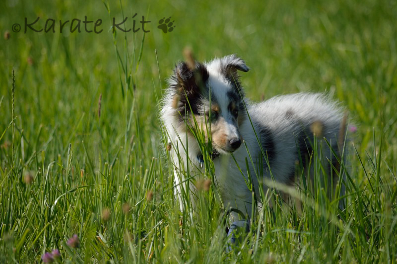 Sheltie 10 Wochen